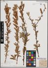Foto von Salix eleagnos Scop.